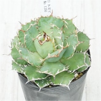 �Ը�ʪ�ե����١������Υ����ե��ꥰ�꡼����������No.1356��3��