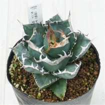 �Ը�ʪ�ե����١������Υ�����եꥫ��������ɡ���������No.1359��4��