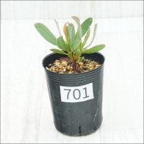 �Ը�ʪ�եץ��ƥ������ڥ���������No.701��3��