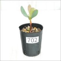 �Ը�ʪ�եץ��ƥ������ڥ���������No.702��3��