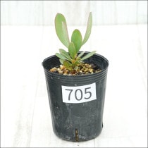 �Ը�ʪ�եץ��ƥ������ڥ���������No.705��3��