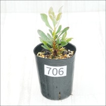 �Ը�ʪ�եץ��ƥ������ڥ���������No.706��3��