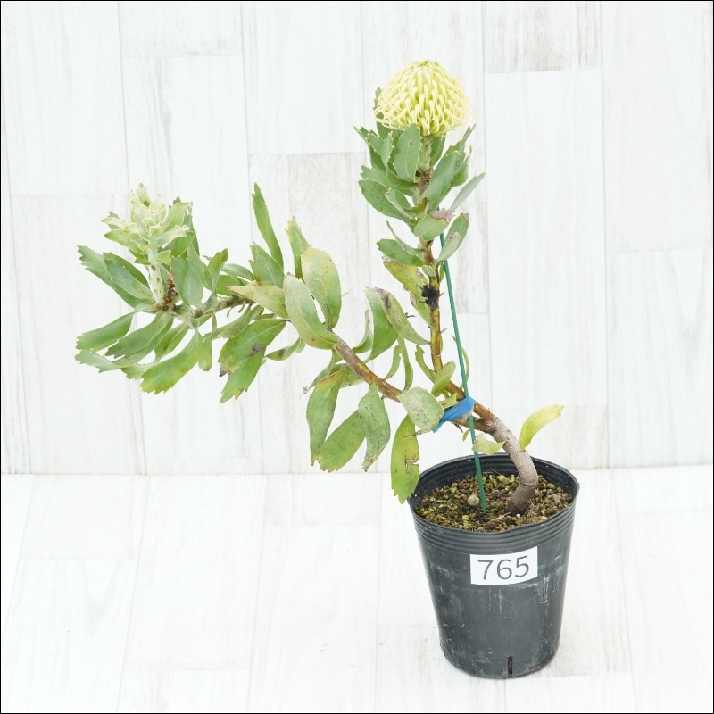 �Ը�ʪ�ե�塼�����ڥ�ޥࡡ���ץꥳ�åȥ���С���No.765��4��