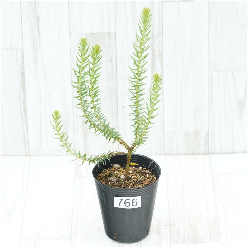 �Ը�ʪ�եե��ꥫ���ץ٥å��󥹡�No.766��4��