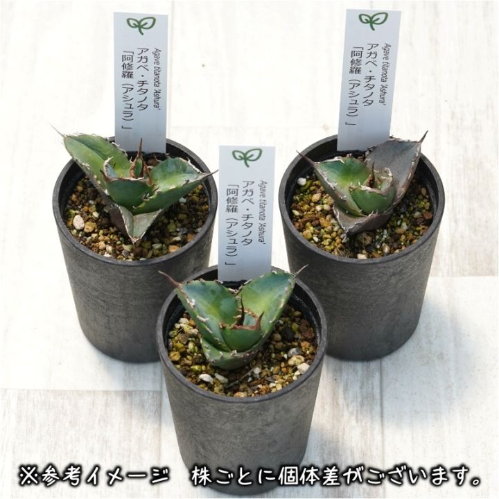 アガベ　阿修羅　アシュラ アガベ・チタノタ「阿修羅（アシュラ）」 2.5号鉢 | | チタノタ銘品