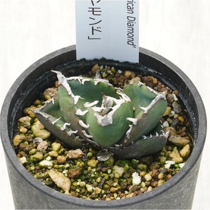 �����١������Υ�����եꥫ��������ɡס�2.5��ȭ��