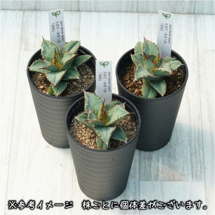 アガベ・チタノタ「女王（クイーン）」3.5号鉢 | | チタノタ銘品