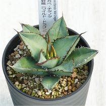�����١������Υ�����ζ�ʥ磻��ɥɥ饴��ˡ�3.5��ȭ��