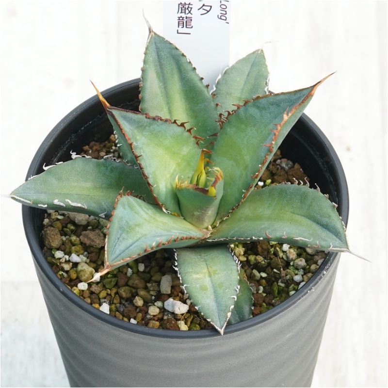 �����١������Υ���ɱ��ζ�ץ���ɥͥ����ǡ�3.5��ȭ��