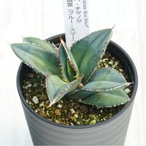 �����١������Υ���������ʥ֥롼�����ޡ��աˡ�3.5��ȭ��