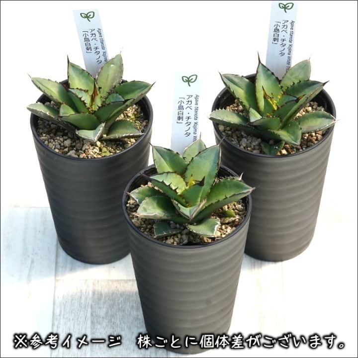 アガベ・チタノタ「小島白刺」3.5号鉢 | | チタノタ銘品シリーズ