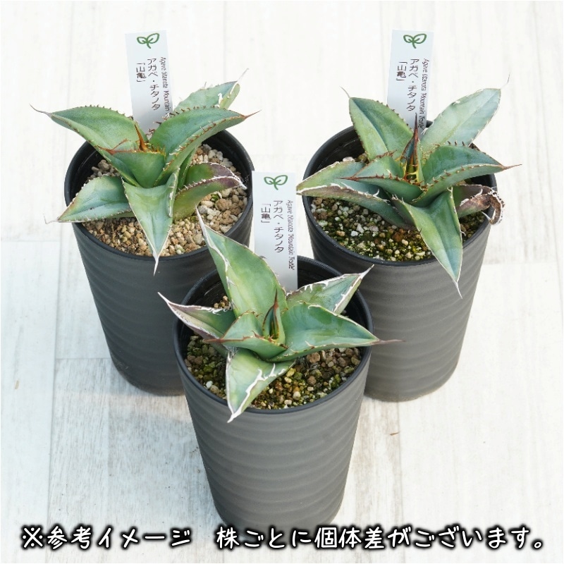 アガベ・チタノタ「山亀」3.5号鉢 | | チタノタ銘品シリーズ | 四国