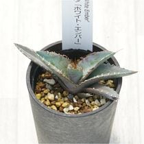 �����١������Υ��֥ۥ磻�ȡ�����С���2.5��ȭ��