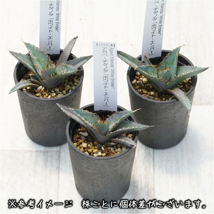 アガベ・チタノタ「ホワイト・エンバー」2.5号鉢 | | チタノタ銘品