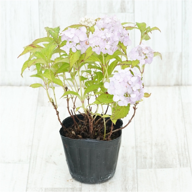 2027年開花見込み株》ヤマアジサイ「新宮てまり」3.5号（10.5cm
