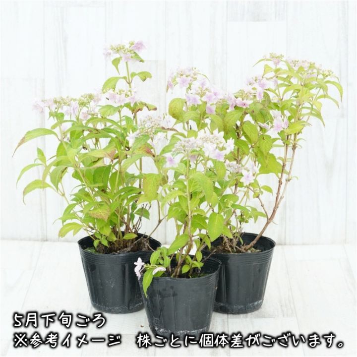 2027年開花見込み株》ヤマアジサイ「奏音の星（かなとのほし）」3.5号
