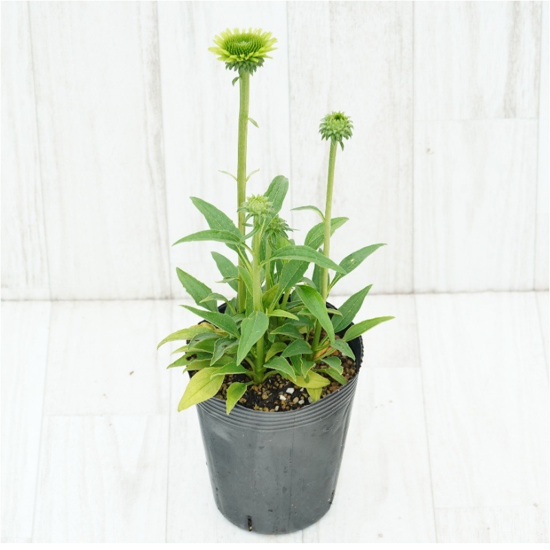 エキナセア「グリーン・ジュエル」 4号ロングポット | | 宿根草（植物
