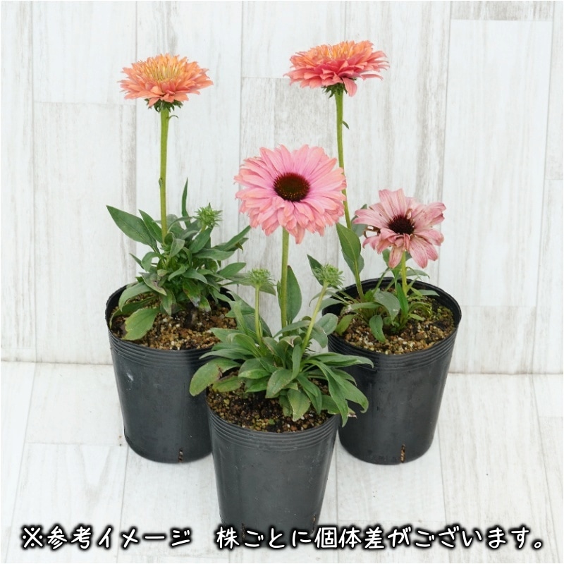 エキナセア「サンシーカーズ・レインボー」 4号ロングポット