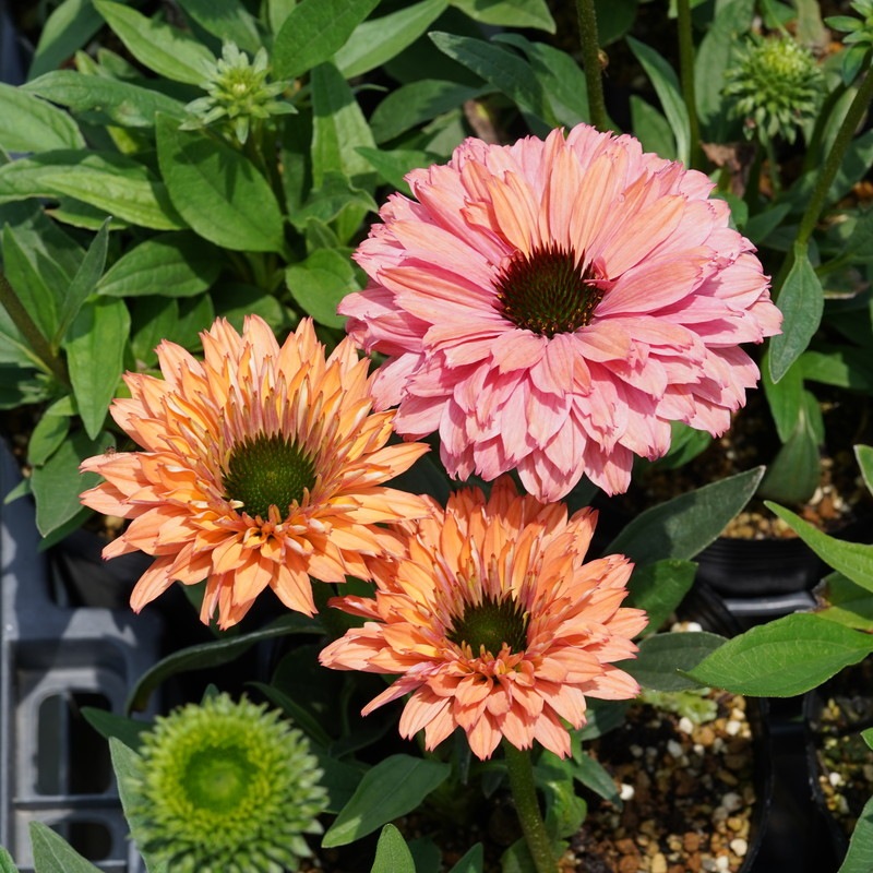 ☀️カメレオン☀️4.5号ロングポット植え☀ エキナセア「サンシーカーズ・レインボー」 4号ロングポット