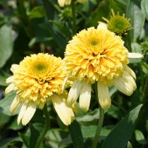 宿根草（植物名別）,ア行 | 四国ガーデン株式会社
