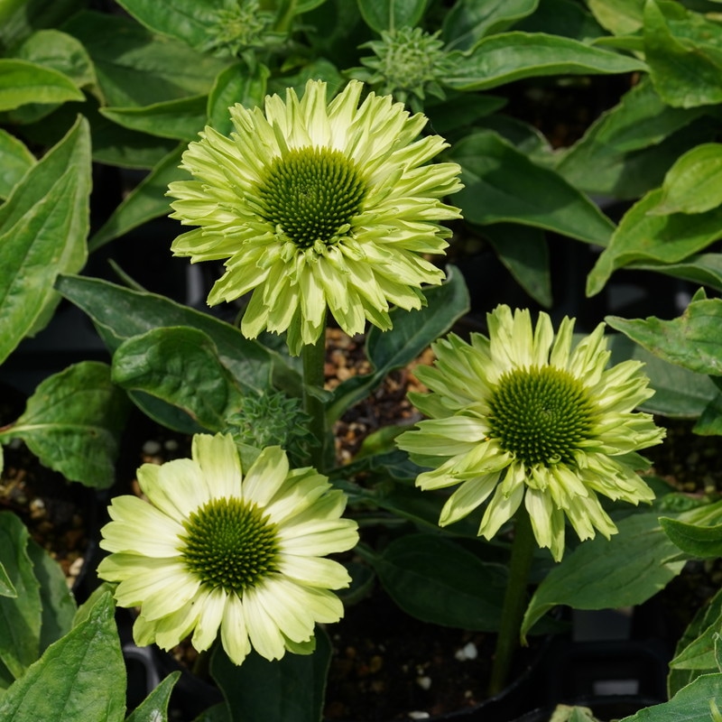 グリーン エキナセアの花苗　19個セット　宅配本州限定 エキナセア「サンシーカーズ・アップル・グリーン」 4号ロングポット