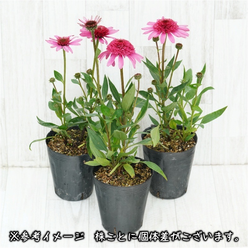 エキナセア「サマー・キャンディ」 4号ロングポット | | 宿根草（植物