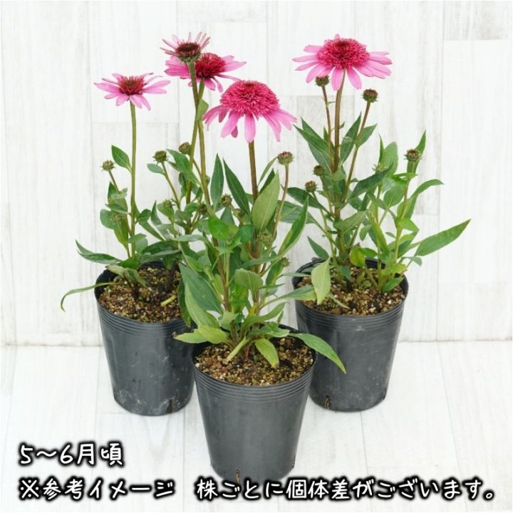 エキナセア「サマー・キャンディ」 4号ロングポット | | 宿根草（植物