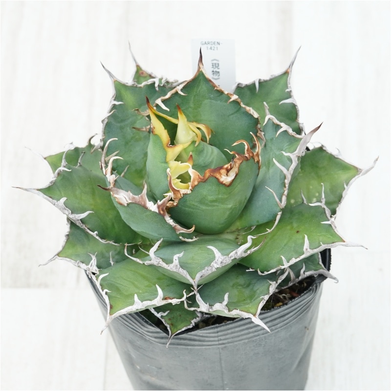現物》アガベ チタノタ シーザー 特選株 No.1421 4号 | | 現物販売