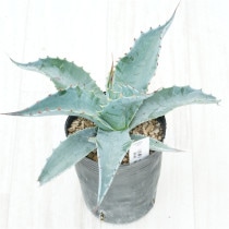 �Ը�ʪ�ե����١����Хƥ��ե��ꥢ��������������No.1435��3��