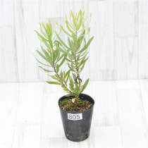 �Ը�ʪ�եץ��ƥ����饤��饤�ȡ��֥�����Ω�ơ�No.805��4��
