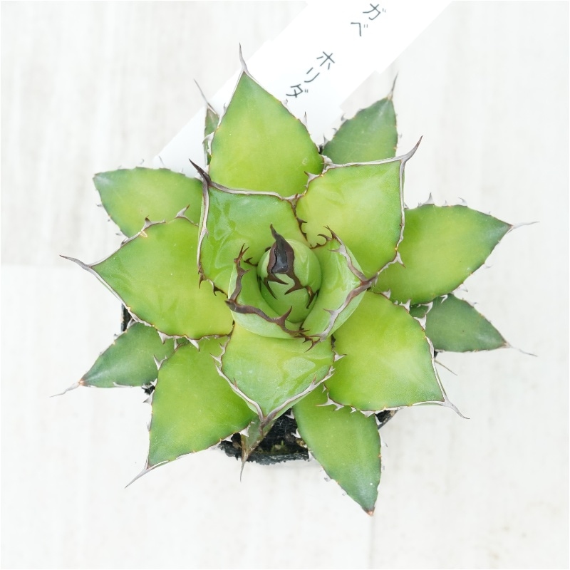 アガベ　ホリダ　実生　まとめ売り　A 現物》アガベ ホリダ 実生特選株 No.1508 2号 | | 現物販売