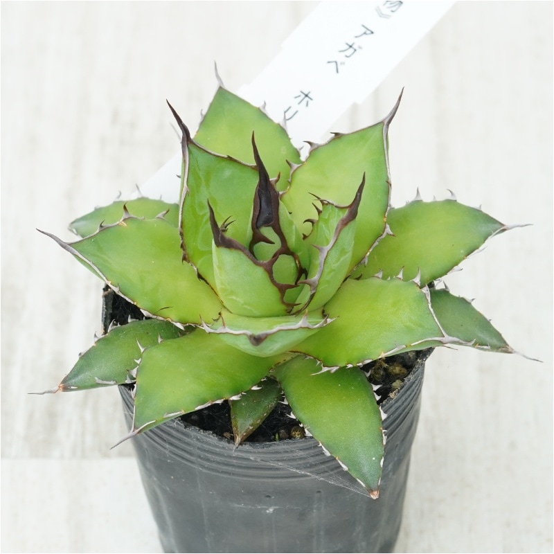 現物》アガベ ホリダ 実生特選株 No.1508 2号 | | 現物販売