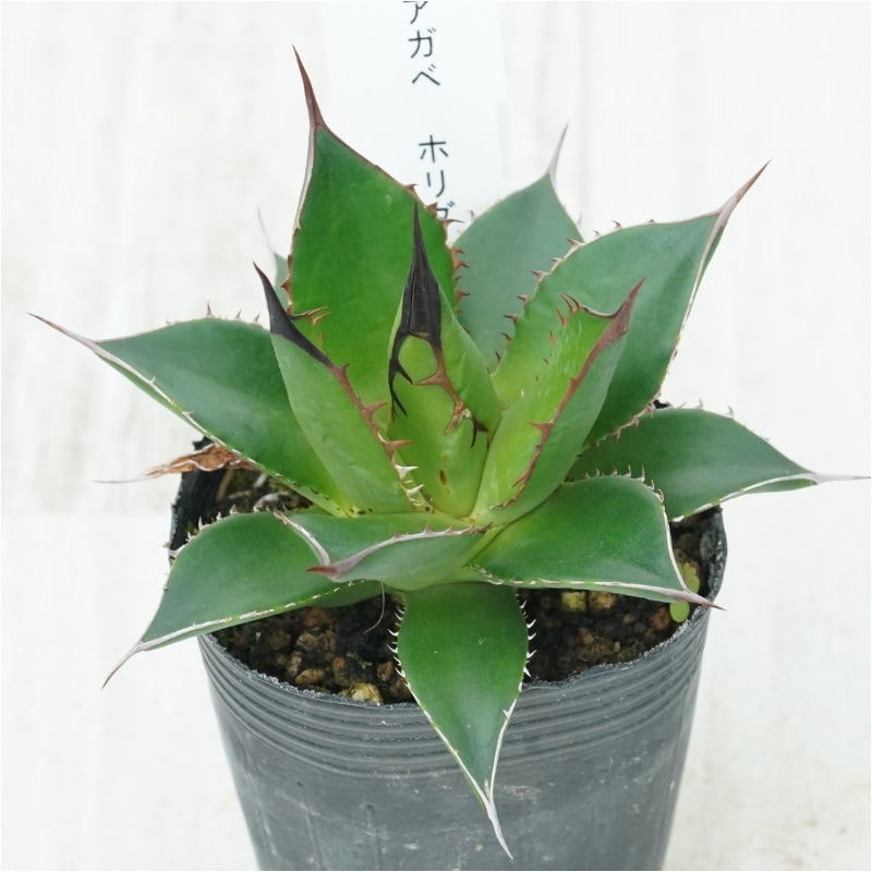 現物》アガベ ホリダ 実生特選株 No.1513 2号 | | 現物販売