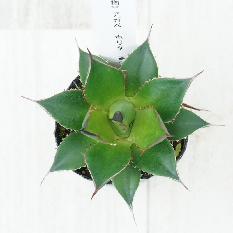 現物》アガベ ホリダ 実生特選株 No.1513 2号 | | 現物販売