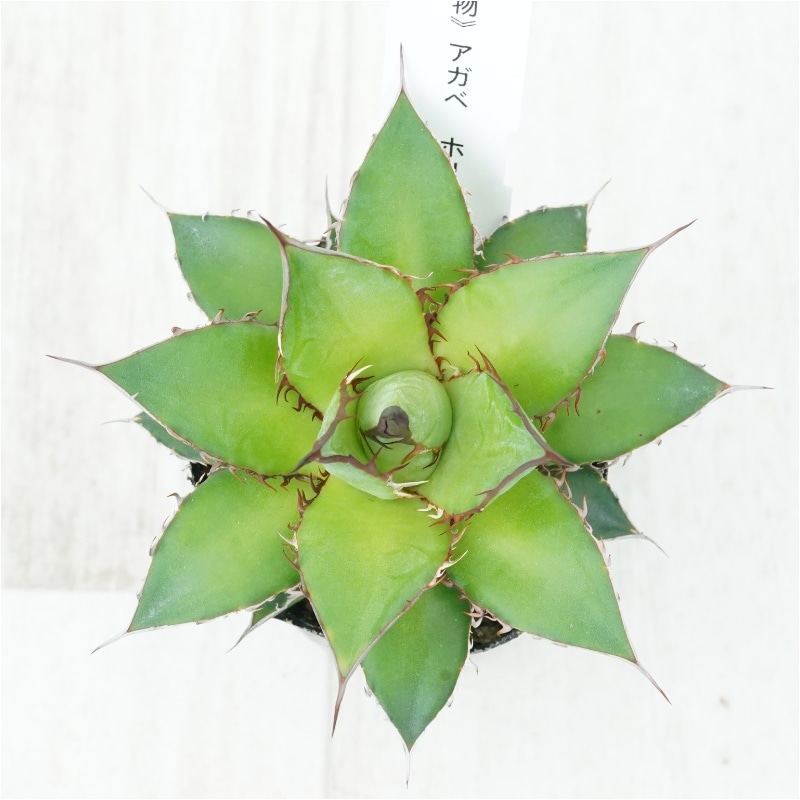 現物》アガベ ホリダ 実生特選株 No.1514 2号 | | 現物販売