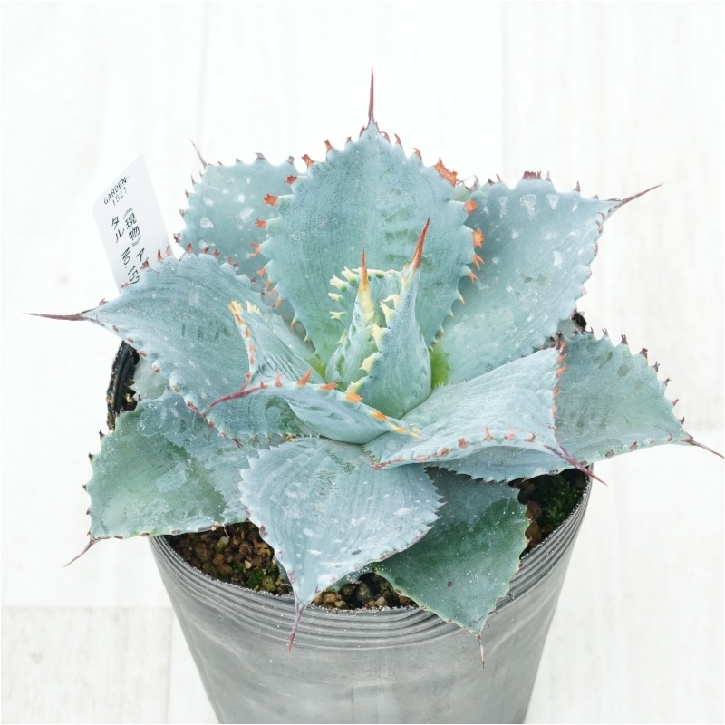�Ը�ʪ�ե����١��ե����ƥ����ꥹ���롡��������No.1527��4��