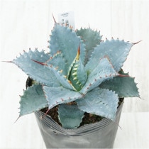 �Ը�ʪ�ե����١��ե����ƥ����ꥹ���롡��������No.1528��4��