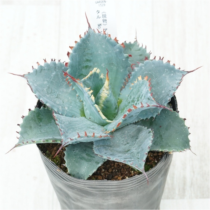 �Ը�ʪ�ե����١��ե����ƥ����ꥹ���롡��������No.1529��4��