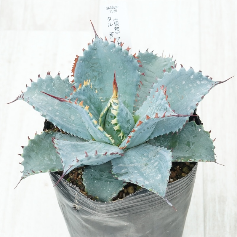 �Ը�ʪ�ե����١��ե����ƥ����ꥹ���롡��������No.1530��4��