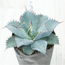 �Ը�ʪ�ե����١��ե����ƥ����ꥹ���롡��������No.1530��4��