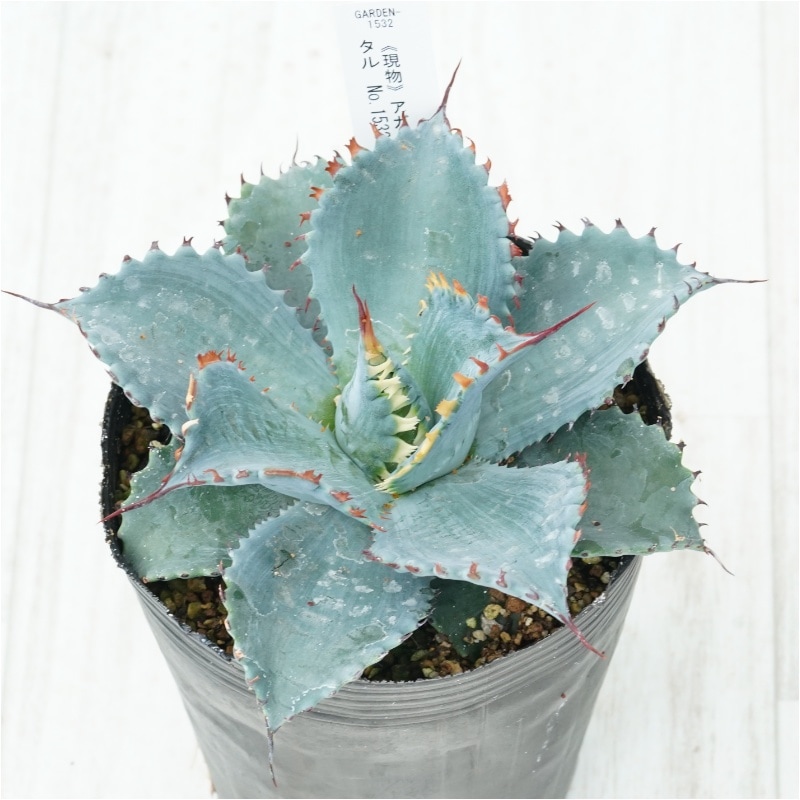 �Ը�ʪ�ե����١��ե����ƥ����ꥹ���롡��������No.1532��4��