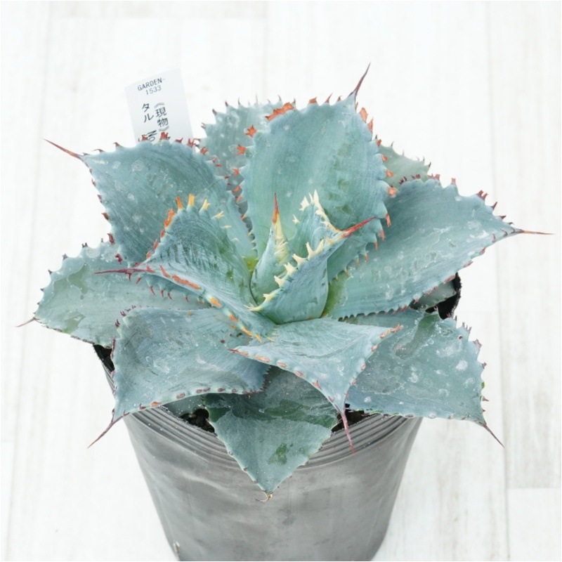 �Ը�ʪ�ե����١��ե����ƥ����ꥹ���롡��������No.1533��4��
