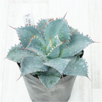 �Ը�ʪ�ե����١��ե����ƥ����ꥹ���롡��������No.1533��4��