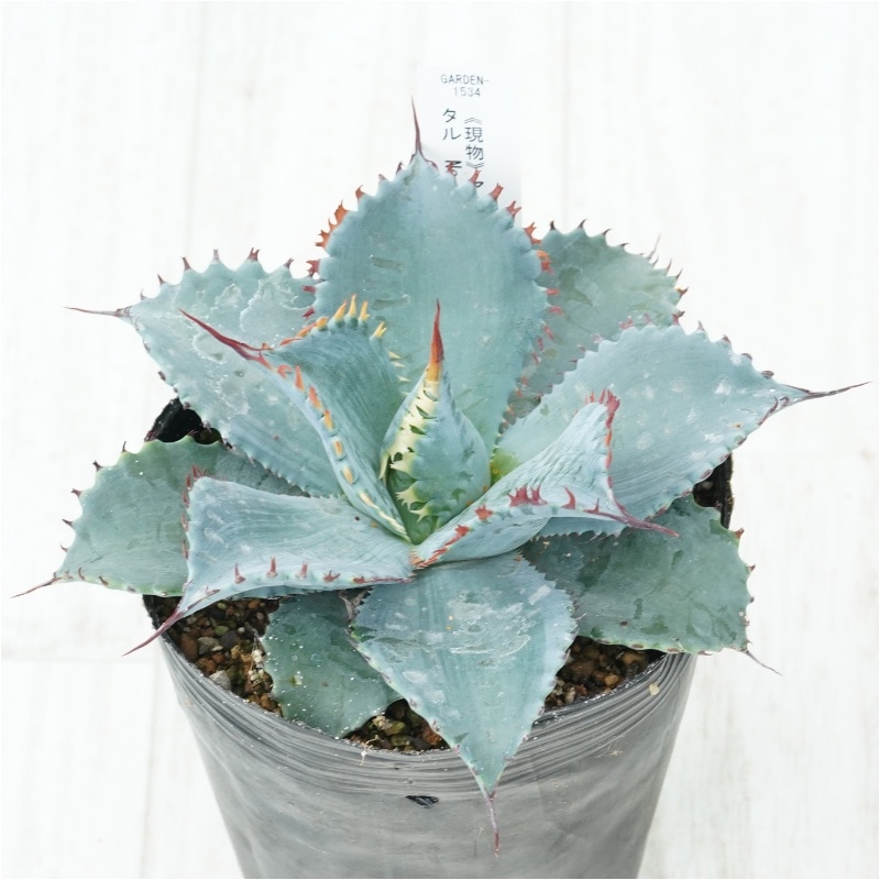 �Ը�ʪ�ե����١��ե����ƥ����ꥹ���롡��������No.1534��4��