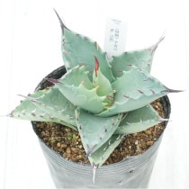 �Ը�ʪ�ե����١��ޥ륬�꡼������������No.1545��4��