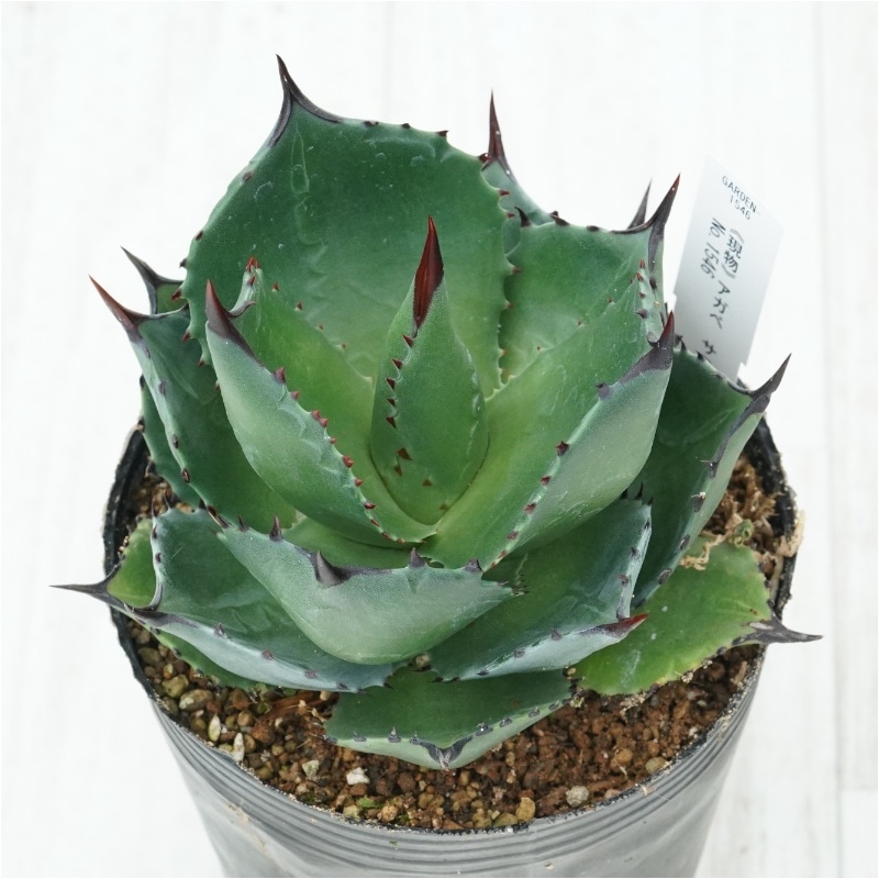 �Ը�ʪ�ե����١�������ˡ�����������No.1546��4��