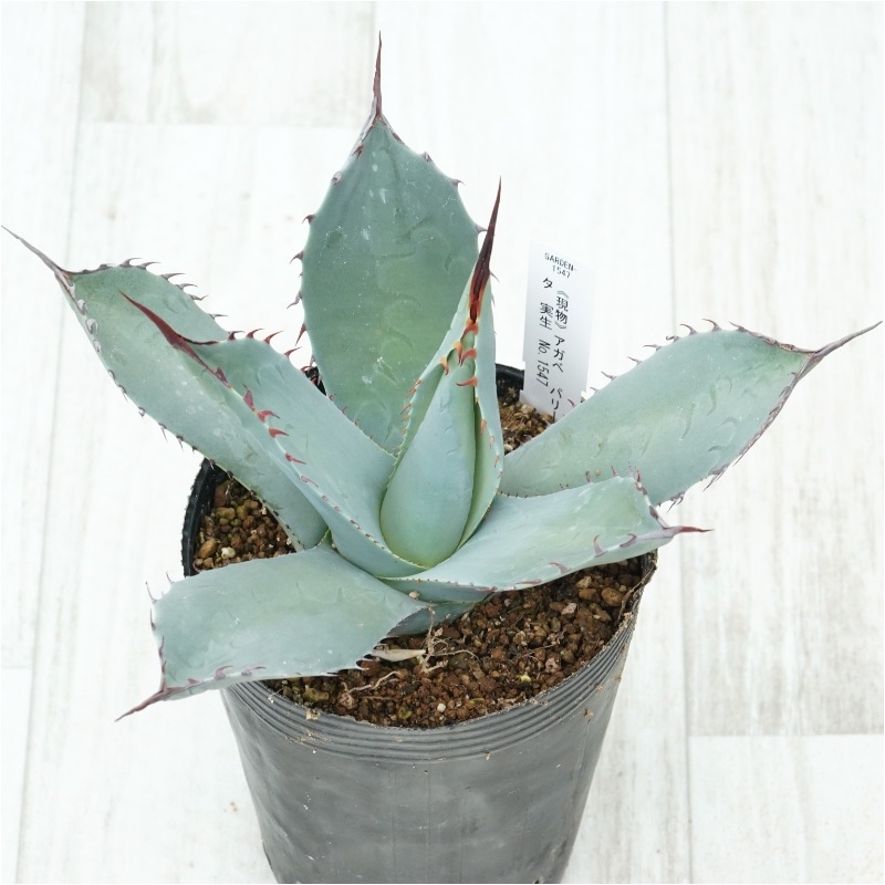 �Ը�ʪ�ե����١��ѥ꡼�ȥ�󥫡�����������������No.1547��4��