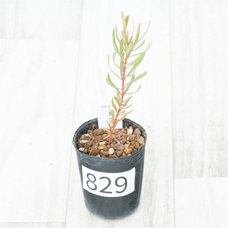 �Ը�ʪ�եץ��ƥ���������⥻�ե��顡No.829��2��