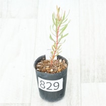 �Ը�ʪ�եץ��ƥ���������⥻�ե��顡No.829��2��