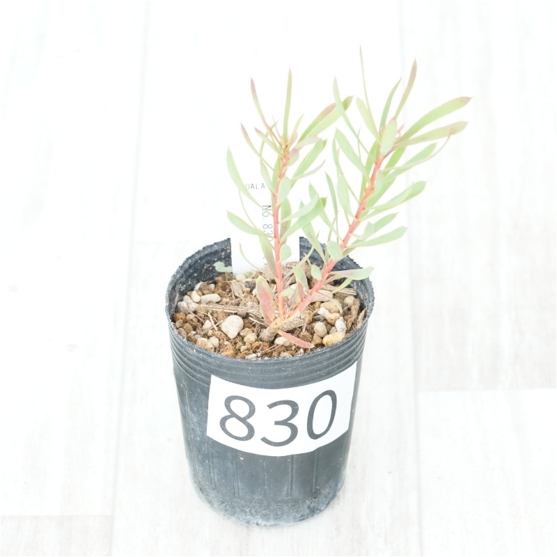�Ը�ʪ�եץ��ƥ���������⥻�ե��顡�֥�����Ω�ơ�No.830��2��